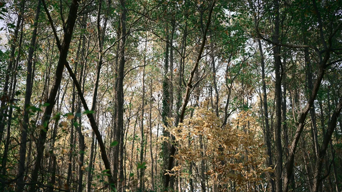 Interior de un bosque frondoso
